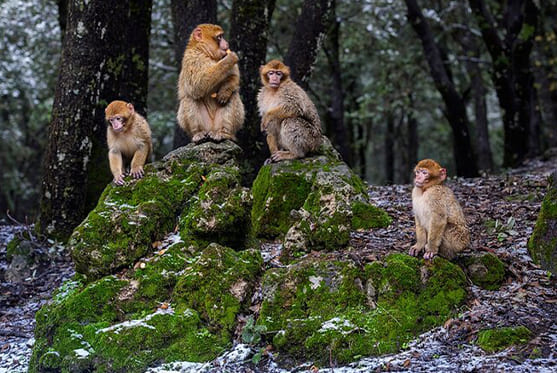 Excursión a las montañas del Atlas Medio desde Fez
